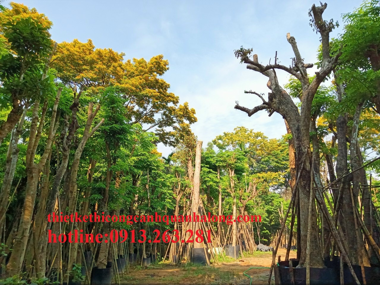 XÂY DỰNG CHUỖI CUNG ỨNG CÂY XANH HOÀN CHỈNH TẠI QUẢNG NINH