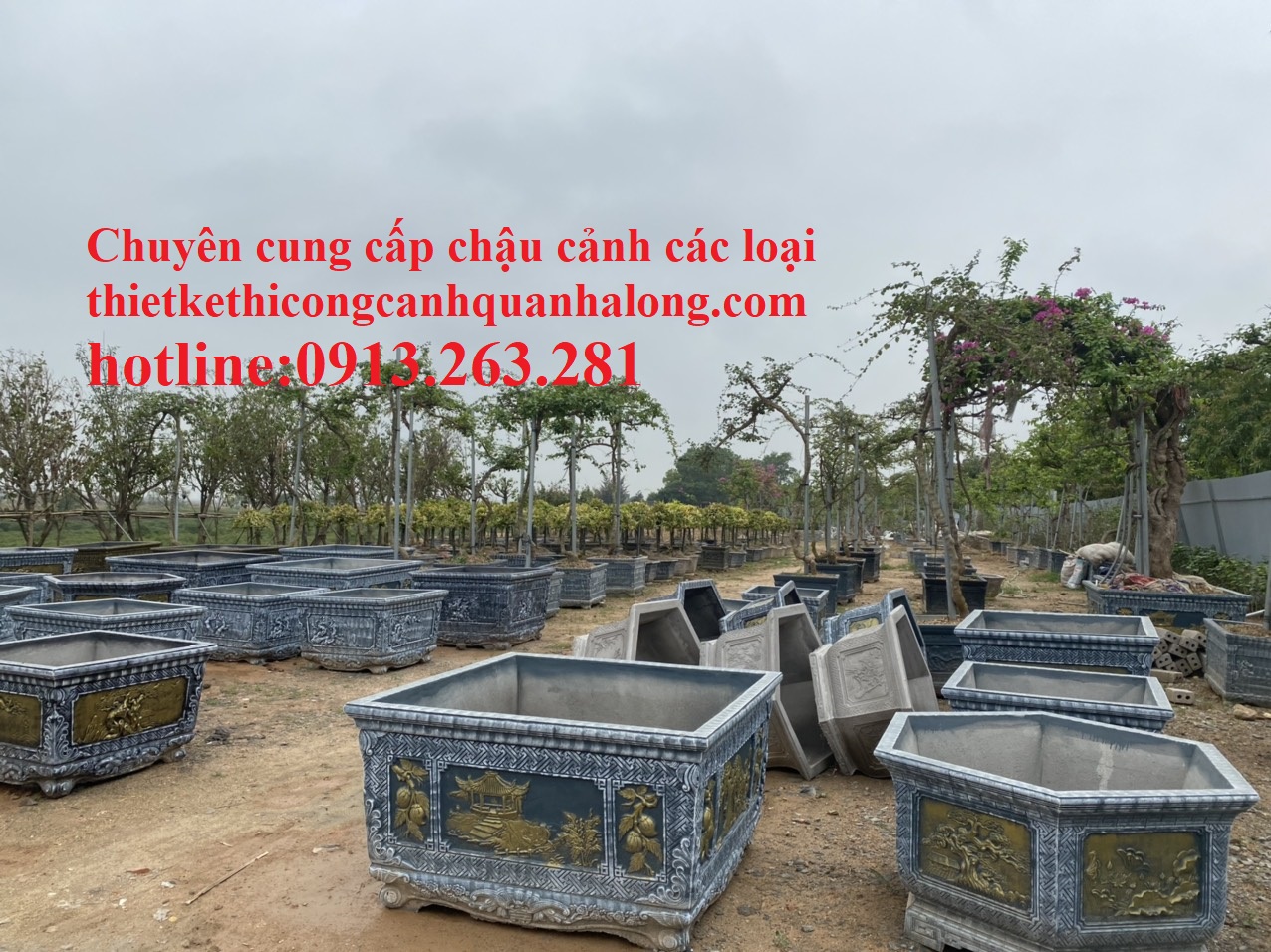 CUNG CẤP CHẬU CẢNH XI MĂNG CỠ LỚN CHẤT LƯỢNG TẠI QUẢNG NINH  LIÊN HỆ: 0913.263.281