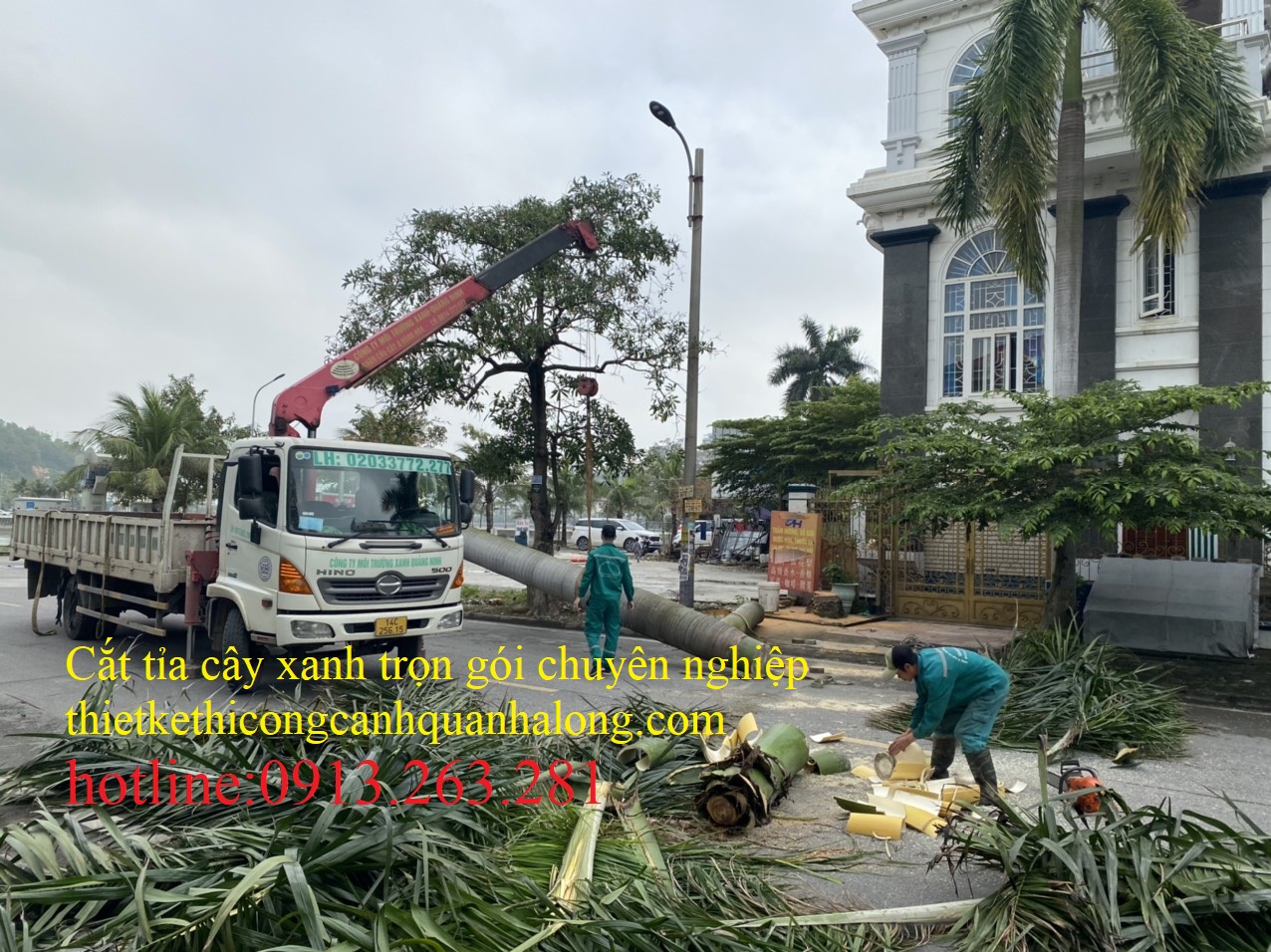 NHỮNG ĐỊA CHỈ UY TÍN VỀ CHẶT CÂY XANH TRỌN GÓI TẠI QUẢNG NINH
