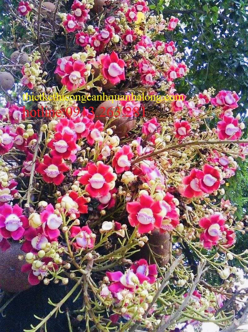 Mua, bán, trồng, cung cấp cây Sala giá tốt tại Quảng Ninh/ 0913.263.281