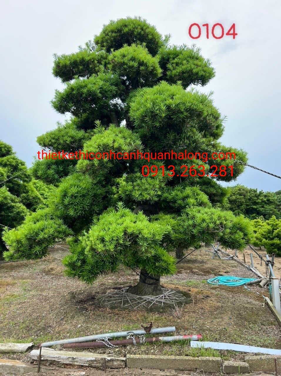 ĐƠN VỊ CUNG CẤP CÂY BONSAI, CHĂM SÓC VÀ TẠO THẾ ĐỘC ĐÁO TẠI MÓNG CÁI LIÊN HỆ: 0913.263.281