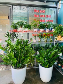 CUNG CẤP CÂY XANH VĂN PHÒNG CHẤT LƯỢNG TẠI HẠ LONG LIÊN HỆ: 0913.263.281