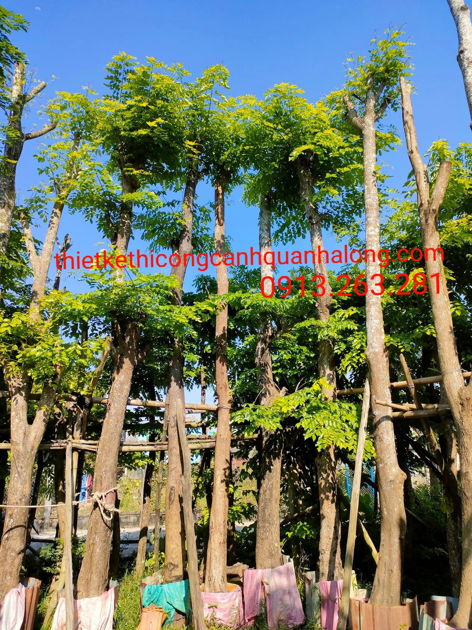 DỊCH VỤ TRỒNG CÂY BÓNG MÁT GIÁ RẺ TẠI QUẢNG YÊN LIÊN HỆ: 0913.263.281