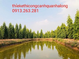 BÁN VÀ CUNG CẤP CÂY HOÀNG NAM CÔNG TRÌNH TẠI CẨM PHẢ LIÊN HỆ: 0913.263.281