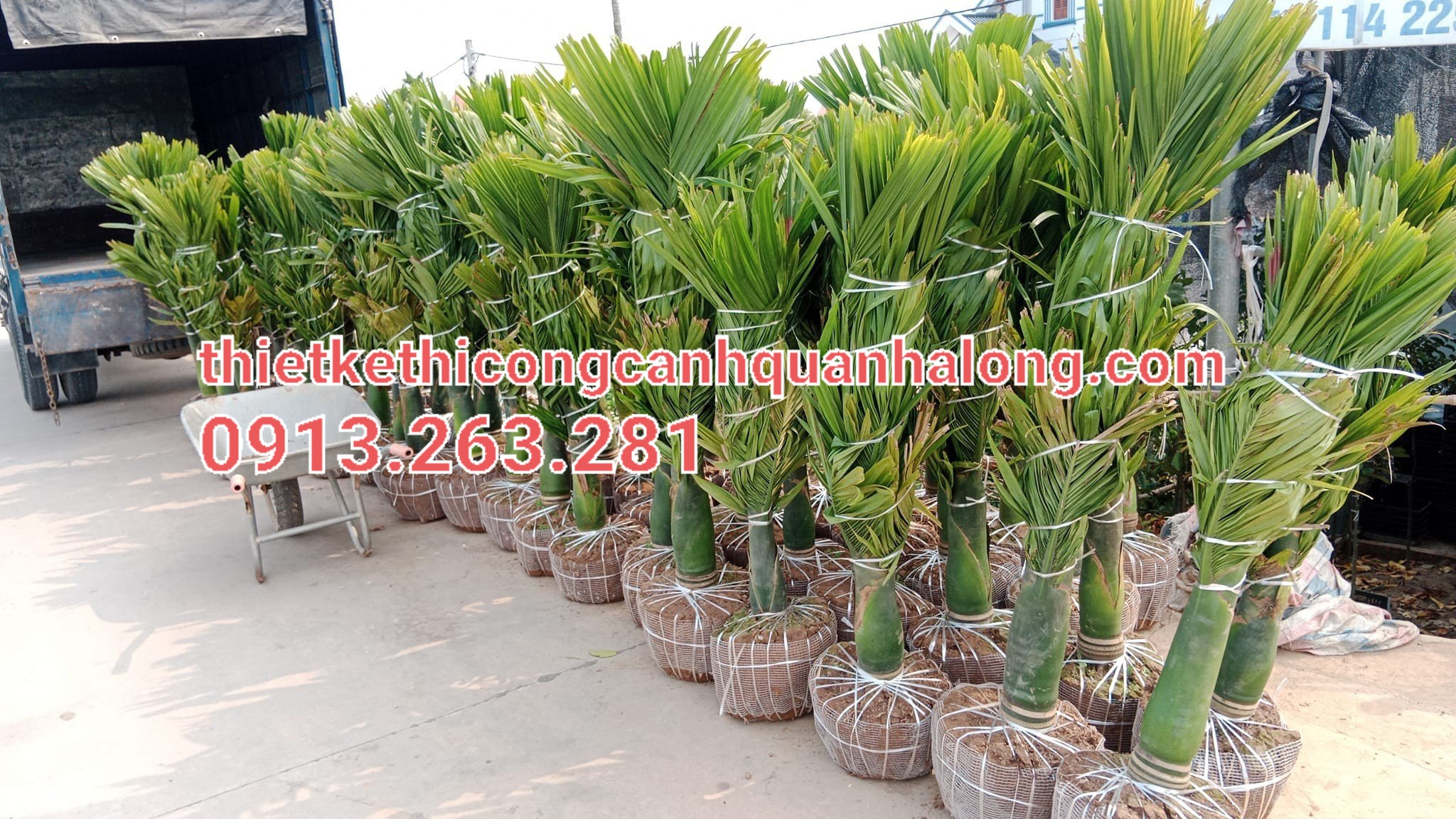 CUNG CẤP CÂY XANH TRONG THIẾT KẾ NỘI THẤT TẠI HẠ LONG LIÊN HỆ: 0913.263.281