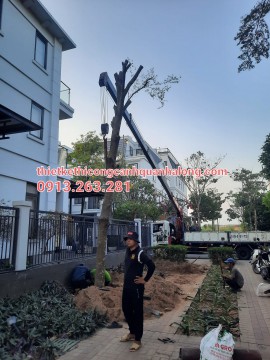 DỊCH VỤ ĐÁNH CHUYỂN, DI DỜI CÂY XANH TẠI HẠ LONG LIÊN HỆ: 0913.263.281