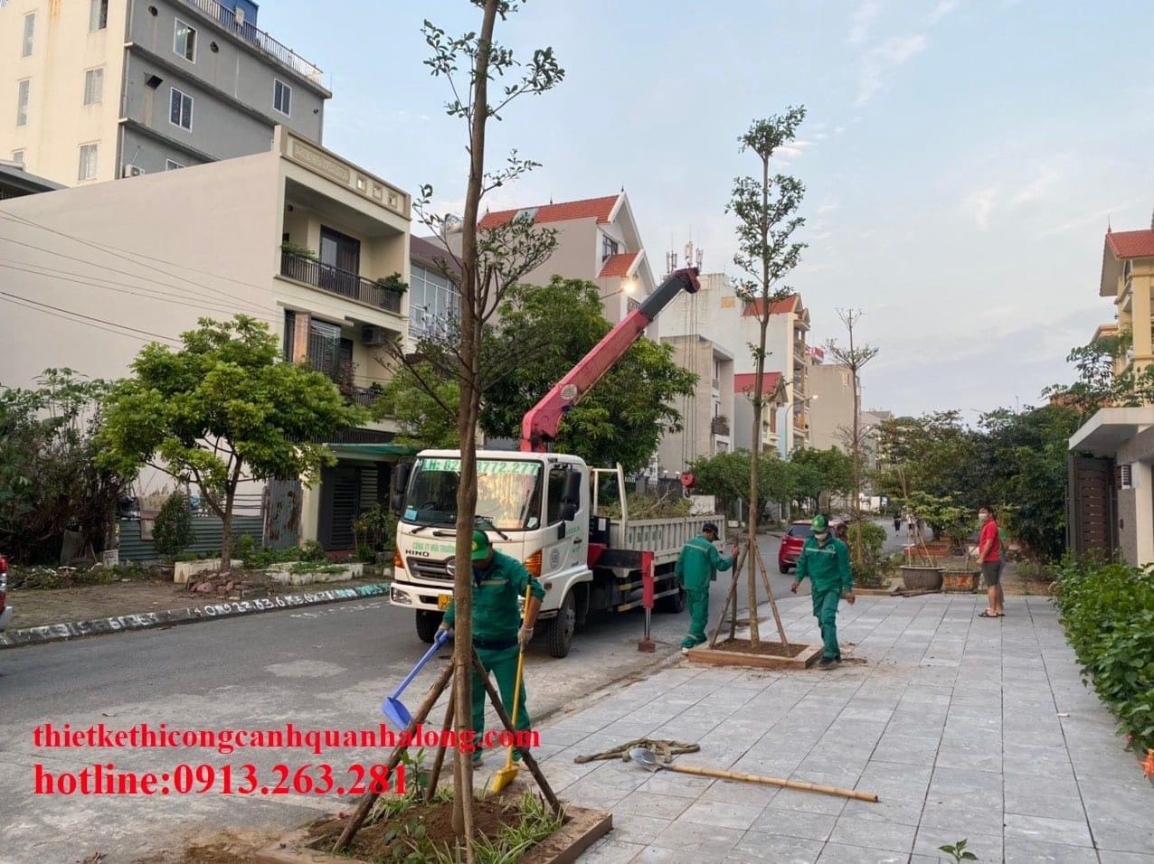 DI DỜI CÂY XANH PHƯỜNG HÙNG THẮNG HẠ LONG QUẢNG NINH