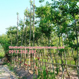 Nhận Trồng Bàng Đài Loan phố ba đèo Hạ Long giống cây chất lượng