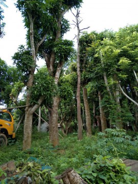 Cung cấp cây xoài chất lượng cao,giá bình dân tại Cẩm Phả 