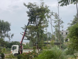 Thực hiện cắt tỉa cây xanh cho nhà dân tại Đồi Thuỷ Sản